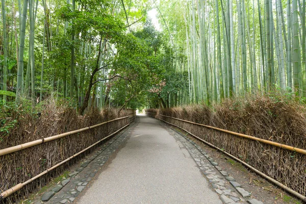 Floresta de bambu verde no japão — Fotografia de Stock