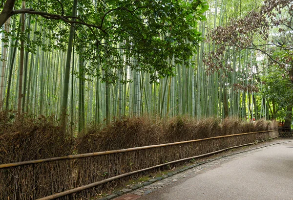 Bosque de bambú en Kyoto — Foto de Stock