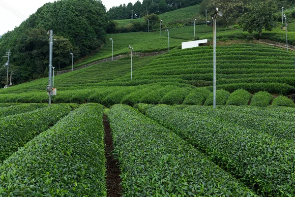 Campo de té verde —  Fotos de Stock