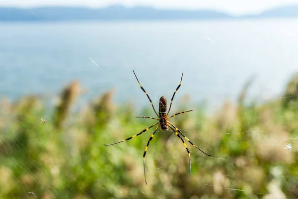 Araignée sur filet gros plan — Photo