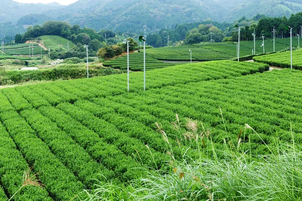 Tea farm in Japan — Stock Photo, Image