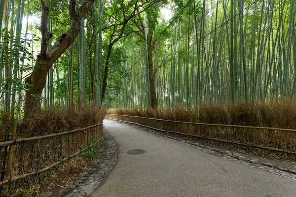 Grønn bambusskog i Japan – stockfoto