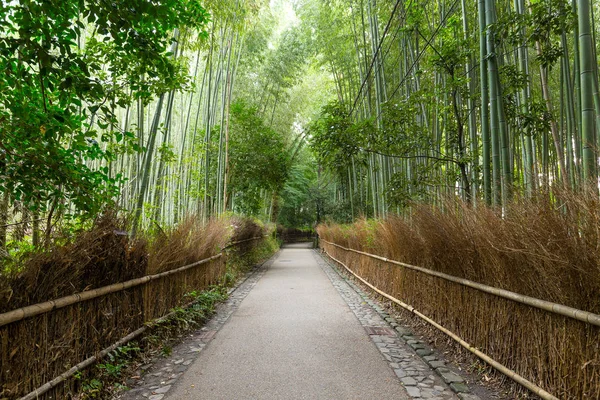 Floresta de bambu verde no japão — Fotografia de Stock