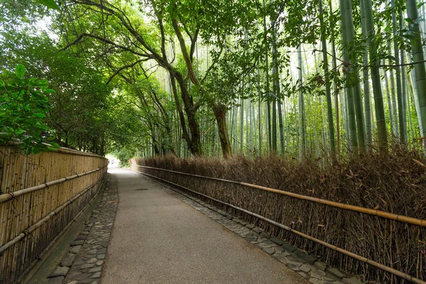 Floresta de bambu verde em Kyoto — Fotografia de Stock