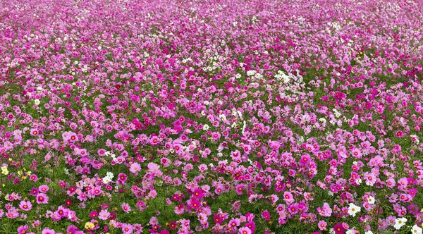 Космос цветы в поле — стоковое фото
