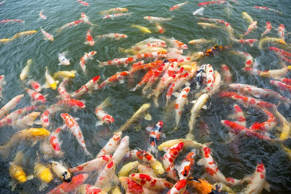 Koi fish swimming in water — Stock Photo, Image