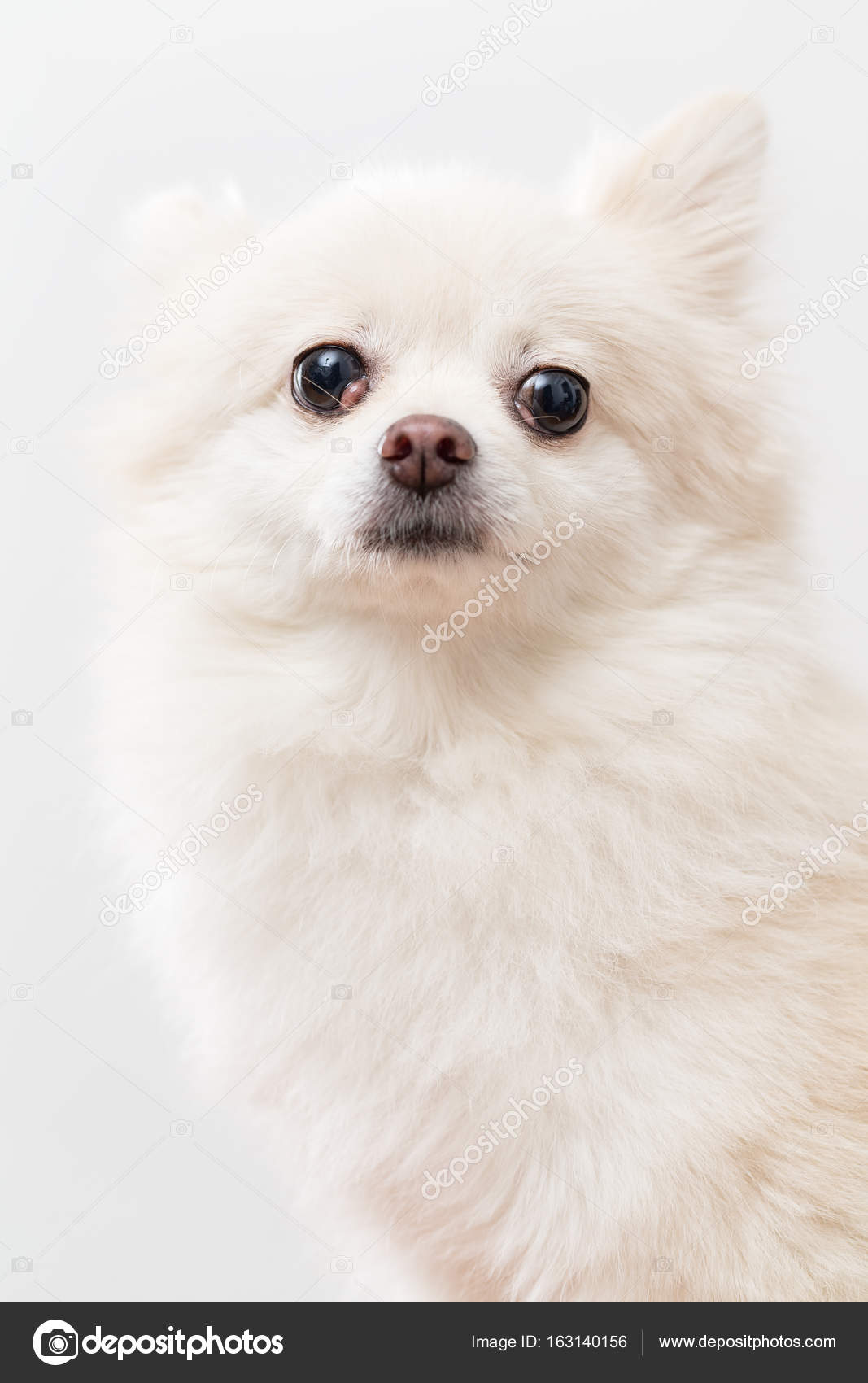 白いポメラニアン犬顔 ストック写真 C Leungchopan