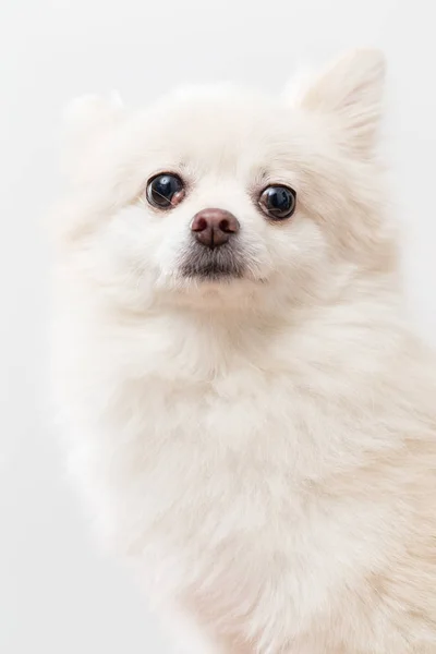 Bianco faccia di cane pomerania — Foto Stock