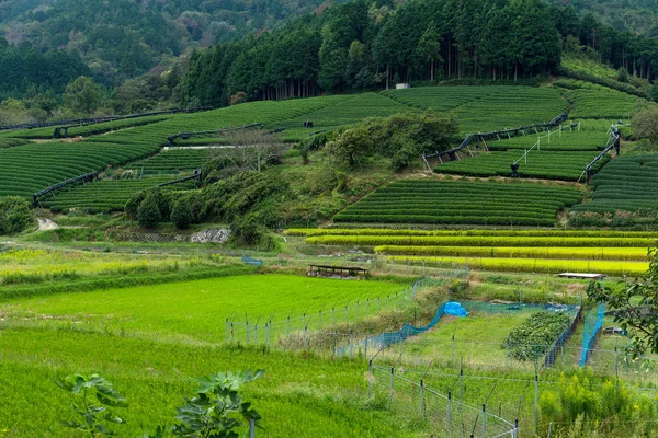 Campos de arroz y bosque —  Fotos de Stock