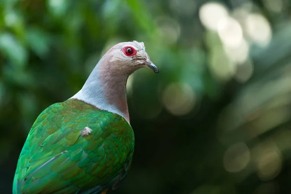 Pigeon vert col rose — Photo