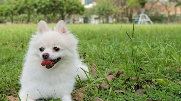 Parkta beyaz Pomeranian köpek — Stok fotoğraf