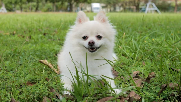 Cão pomerano branco — Fotografia de Stock