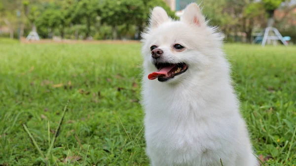 Branco cão da Pomerânia no quintal — Fotografia de Stock