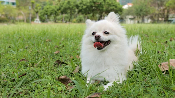 Beyaz pomeranian köpek git park — Stok fotoğraf