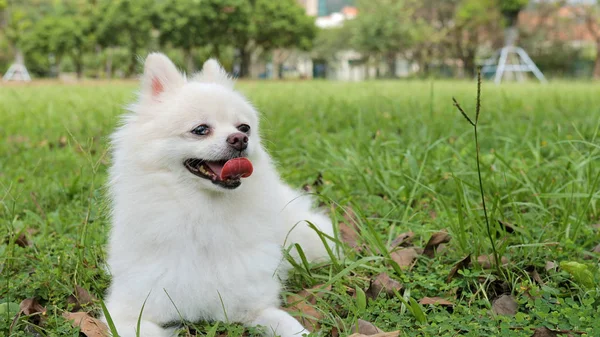 Bílá Pomeranian pes sedí na trávníku — Stock fotografie