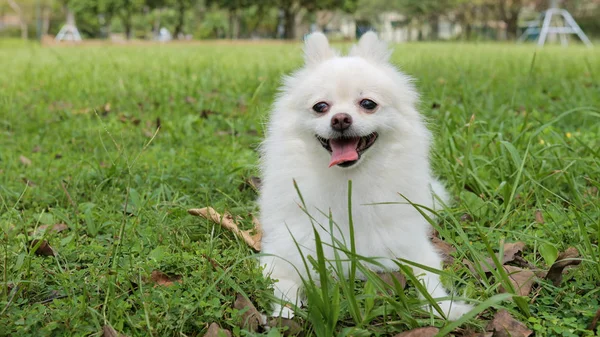 Cão branco pomerano no gramado verde — Fotografia de Stock