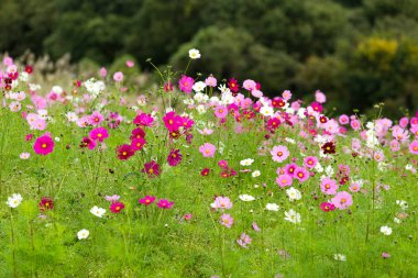 Pembe kozmos çiçek tarlası