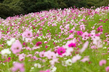 Pembe kozmos çiçek tarlası