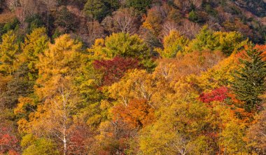 sonbahar manzara dağ