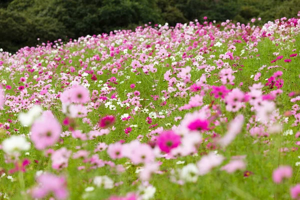 Pembe kozmos çiçek tarlası