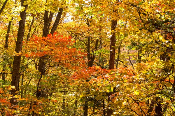 형형색색 의나무들이 있는 가을 풍경 — 스톡 사진