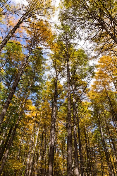 Uzun boylu ağaçlar ile sonbahar orman