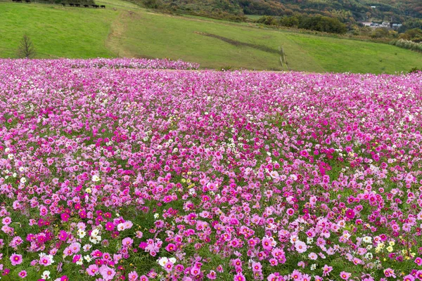 Розовое космическое цветочное поле — стоковое фото