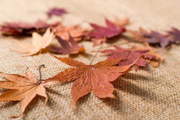 Caída seca hojas de arce — Foto de Stock