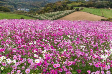 Pembe kozmos çiçek tarlası
