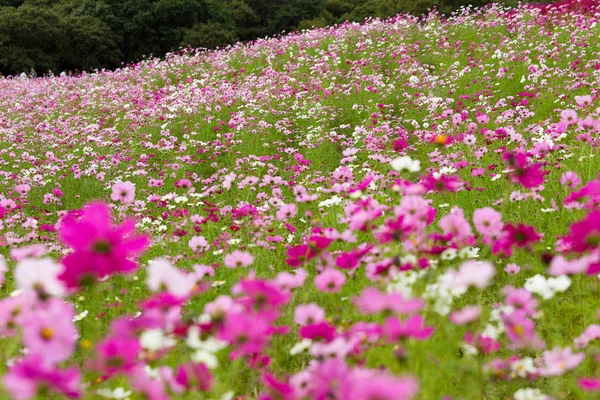 Campo fiorito cosmo rosa — Foto Stock