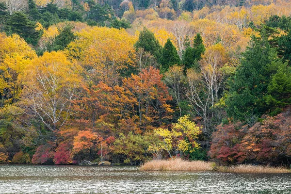 Arbres d'automne au lac Yuno — Photo
