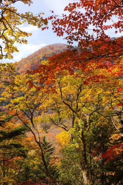 Autumn landscape with colorful trees — Stock Photo, Image