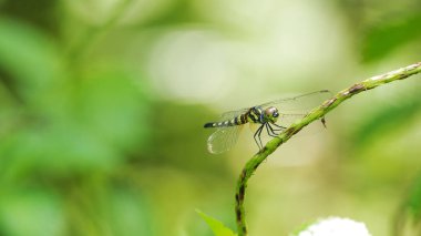 Doğada uçan yusufçuk