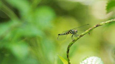Doğada uçan yusufçuk