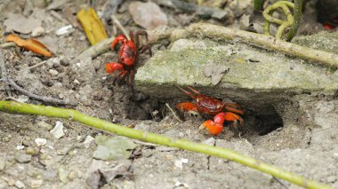 Fiddler taşlar hakkında yalan yengeçler 