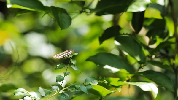 Mariposa sentada sobre hoja verde —  Fotos de Stock