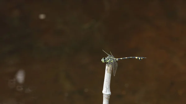 Libellen fliegen in der Natur — Stockfoto