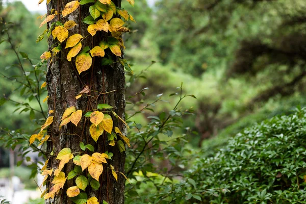 Hermoso Bosque Corteza Árbol —  Fotos de Stock