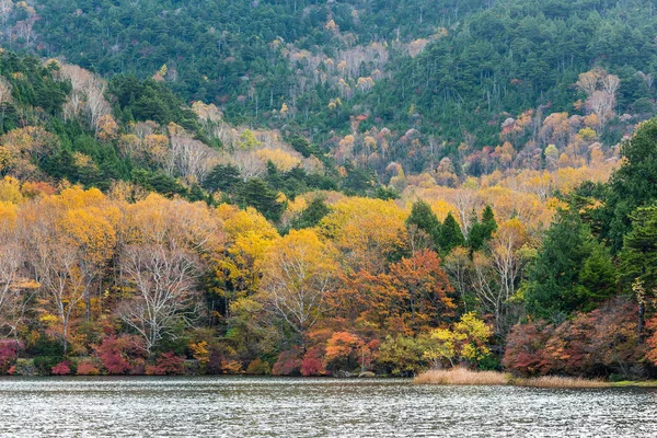 Lac Forestier Nikko Japon — Photo
