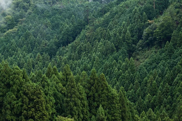 Top view of green forest  