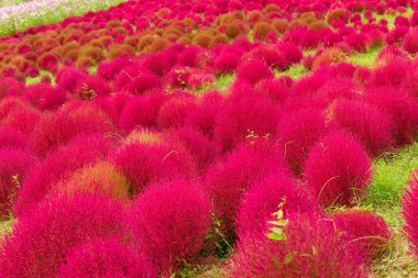 Kırmızı Bassia scoparia alan  