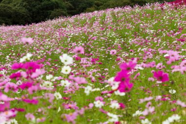 Cosmos çiçek alan görünüm