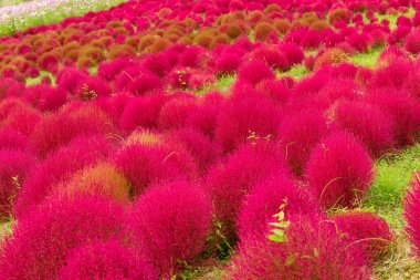 Kırmızı Bassia scoparia alan  