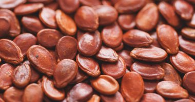 Geleneksel kırmızı karpuz tohumu