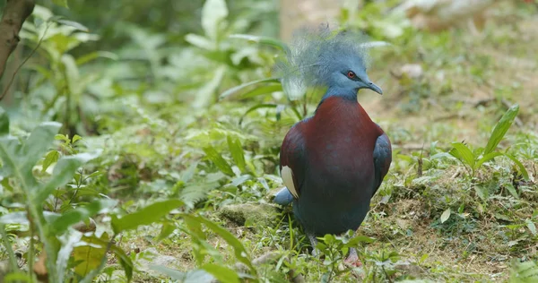 Maroon Breasted Pombo Coroado — Fotografia de Stock