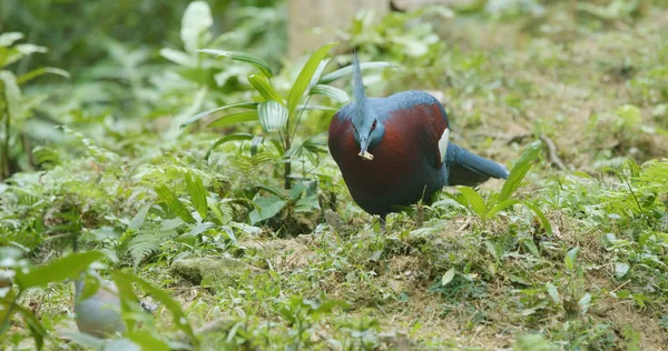 Marrone Petto Coronato Piccione — Foto Stock