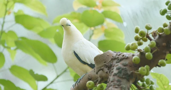 Pied Imperial Pigeon Close — Stock Photo, Image