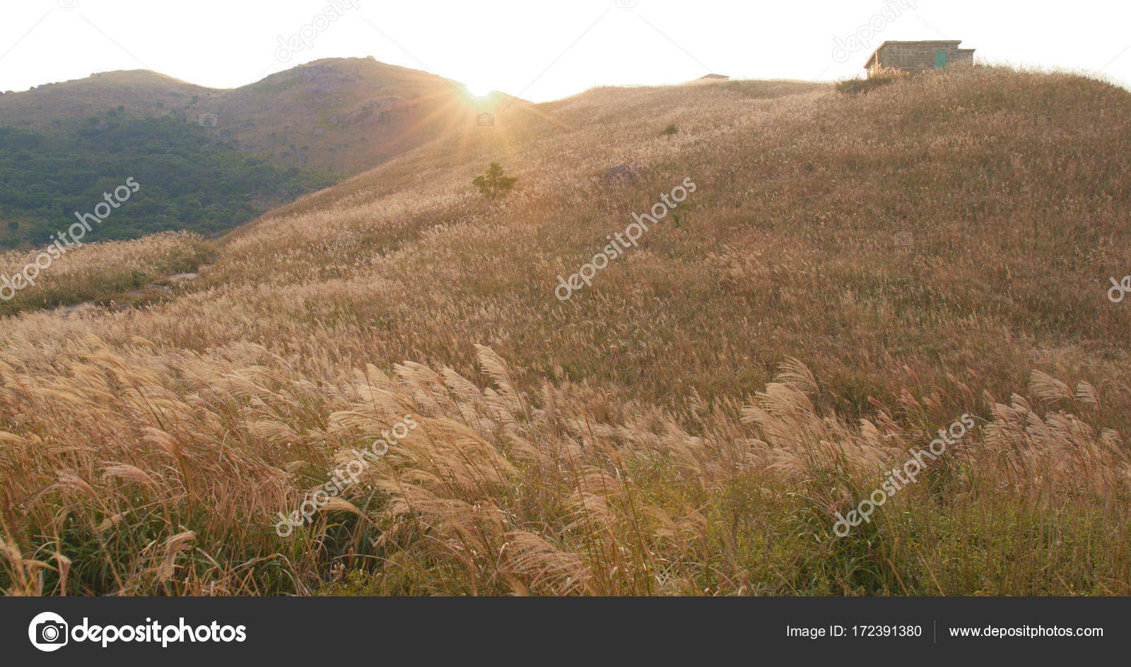 Silver Grass Mountain Autumn Stock Photo C Leungchopan