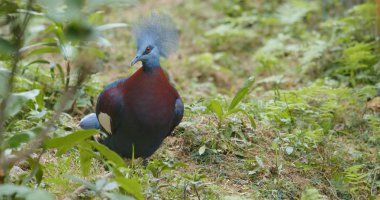 Maroon taç güvercin göğüslü