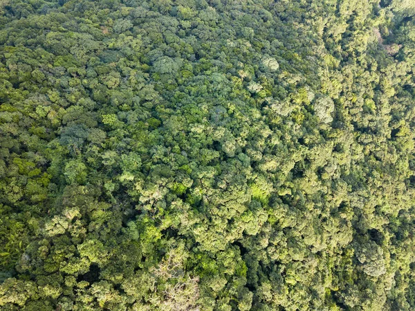 Vista Dall Alto Della Foresta Verde — Foto Stock